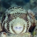 puffer_spotted_white_ur_si_v_0019_egy2863.jpg